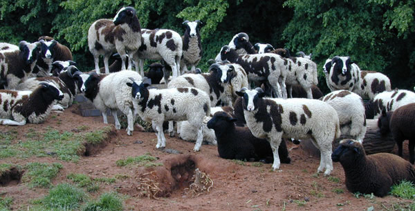 A group of 2001 born lambs take advantage of a favourite vantage point