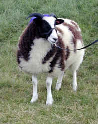 Nutwood Augusta shown as a lamb - 2000