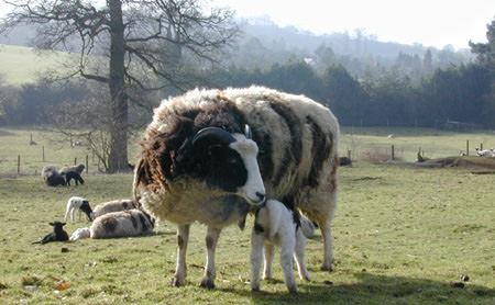 Ewe and lamb early March 2001