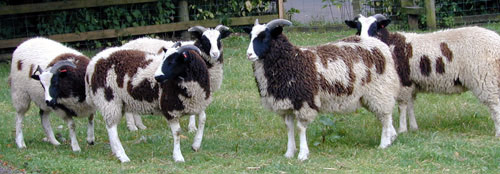some of the 2001 lambs in July 2001