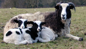 Bertha - one of the original flock with twins 2001