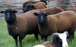 crossbred ewe lambs ready for market - June 2001