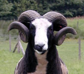 Woolpit Gus - one of our two stock rams