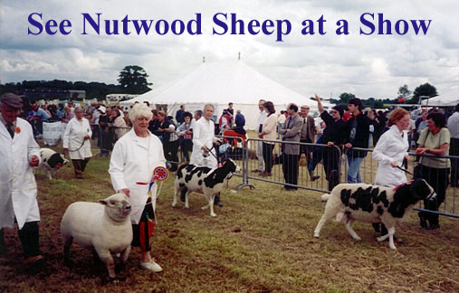Jacobs parade at Kenilworth Show 2000 - Nutwood Isabella in the centre