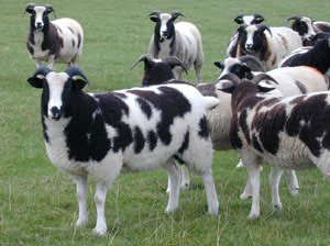 Nutwood Isabella with a group of ewes at tupping time 2000