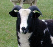 Nutwood Isabella - winner of several breed championships as a shearling on 2000