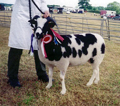 Nutwood Isabella - takes a breed championship as a shearling 2000