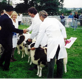 Ewe lamb class - Nutwood Augusta getting first, Nutwood Dimsie, second.