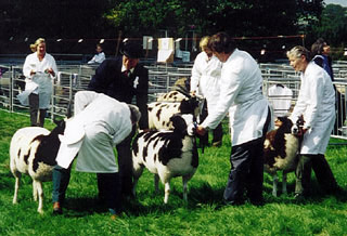 Judging the female champion - Nutwood August (left) Nutwood Isabella (centre) the ultimate winner.