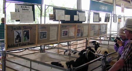 Nutwood pens at the Royal Show 2000